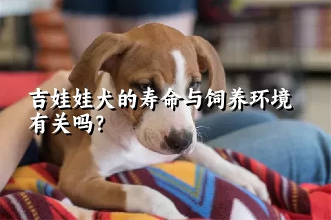 吉娃娃犬的寿命与饲养环境有关吗？