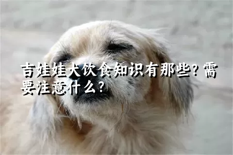 吉娃娃犬饮食知识有那些？需要注意什么？