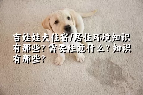 吉娃娃犬住宿/居住环境知识有那些？需要注意什么？知识有那些？