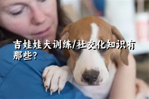 吉娃娃犬训练/社交化知识有那些？ 