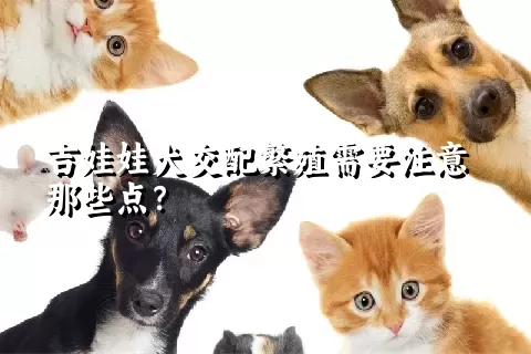 吉娃娃犬交配繁殖需要注意那些点？