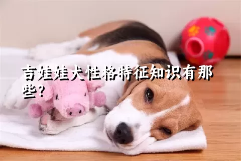 吉娃娃犬性格特征知识有那些？