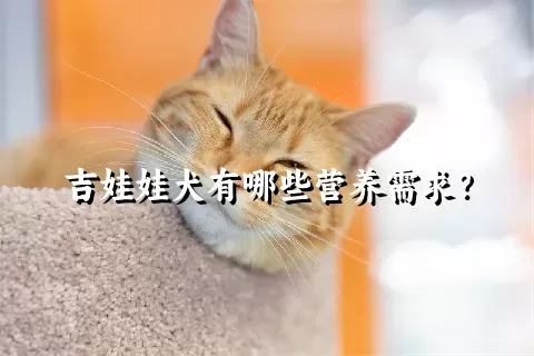 吉娃娃犬有哪些营养需求？