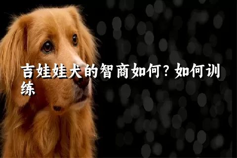 吉娃娃犬的智商如何？如何训练