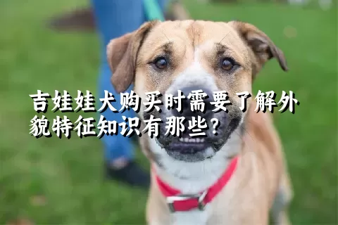 吉娃娃犬购买时需要了解外貌特征知识有那些？  