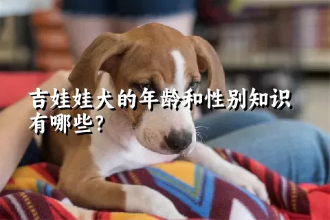 吉娃娃犬的年龄和性别知识有哪些？