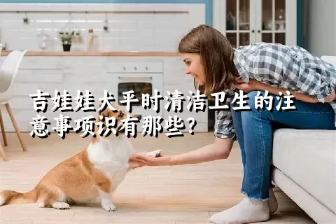 吉娃娃犬平时清洁卫生的注意事项识有那些？ 