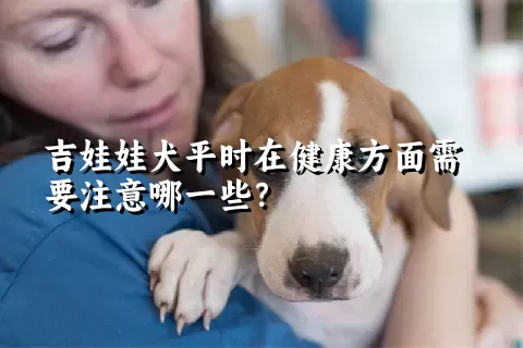 吉娃娃犬平时在健康方面需要注意哪一些？