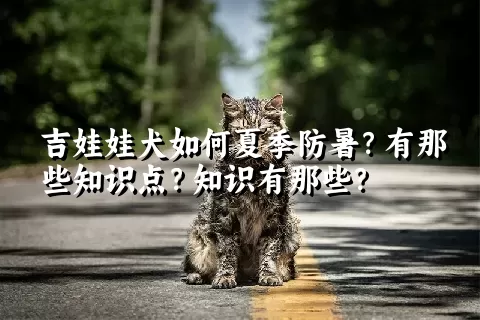 吉娃娃犬如何夏季防暑？有那些知识点？知识有那些？