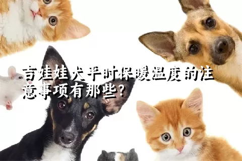 吉娃娃犬平时保暖温度的注意事项有那些？ 