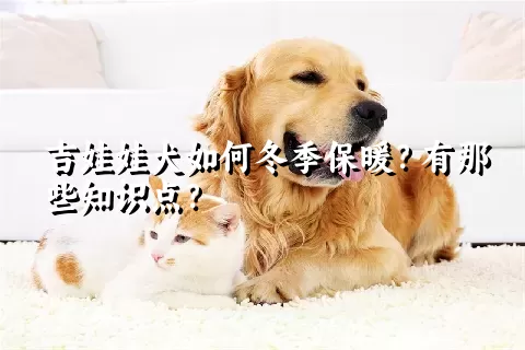 吉娃娃犬如何冬季保暖？有那些知识点？