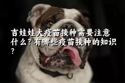 吉娃娃犬疫苗接种需要注意什么？有哪些疫苗接种的知识？