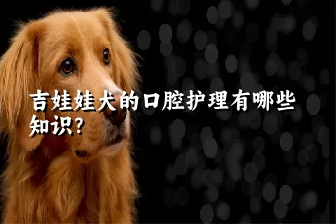 吉娃娃犬的口腔护理有哪些知识？