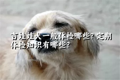 吉娃娃犬一般体检哪些？定期体检知识有哪些？