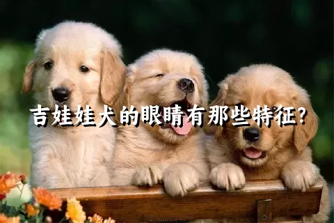 吉娃娃犬的眼睛有那些特征？