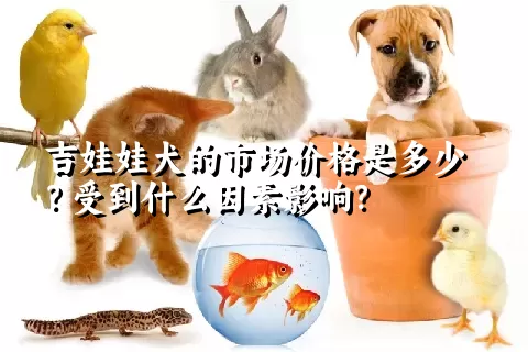 吉娃娃犬的市场价格是多少？受到什么因素影响？