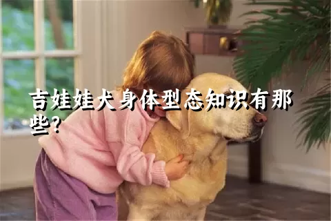 吉娃娃犬身体型态知识有那些？