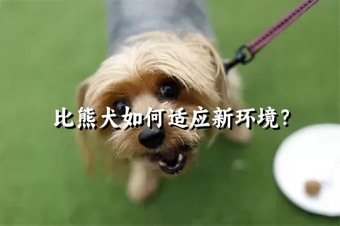 比熊犬如何适应新环境？