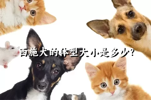 西施犬的体型大小是多少？