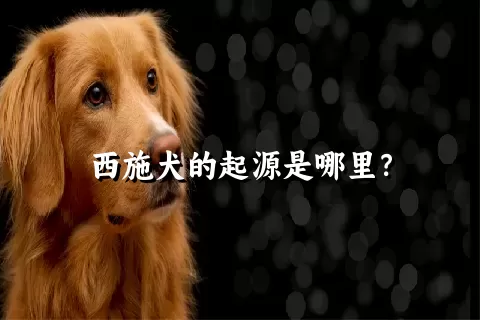 西施犬的起源是哪里？