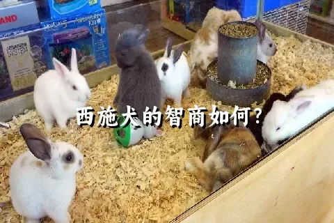 西施犬的智商如何？