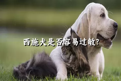 西施犬是否容易过敏？