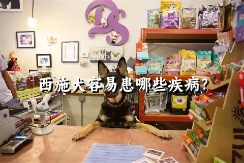 西施犬容易患哪些疾病？