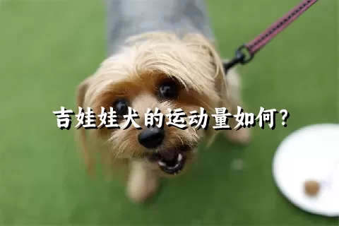 吉娃娃犬的运动量如何？