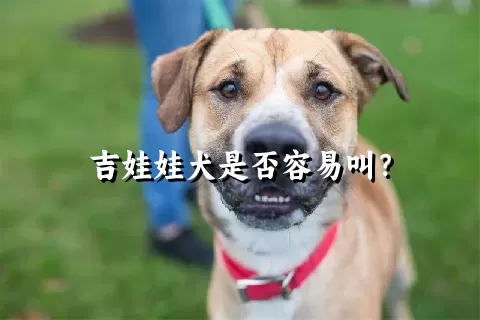 吉娃娃犬是否容易叫？