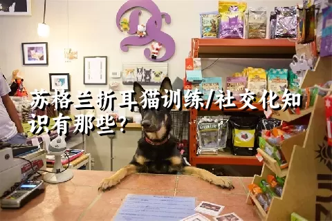 苏格兰折耳猫训练/社交化知识有那些？ 