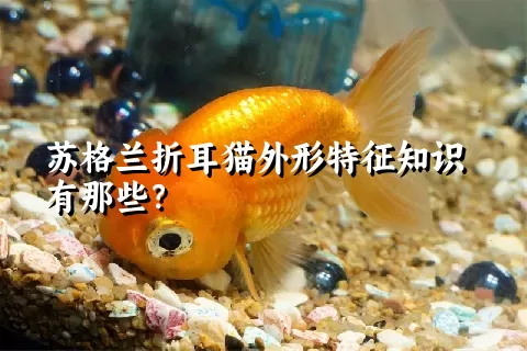 苏格兰折耳猫外形特征知识有那些？