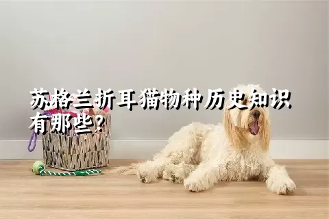 苏格兰折耳猫物种历史知识有那些？