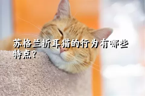 苏格兰折耳猫的行为有哪些特点？