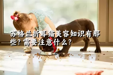 苏格兰折耳猫美容知识有那些？需要注意什么？