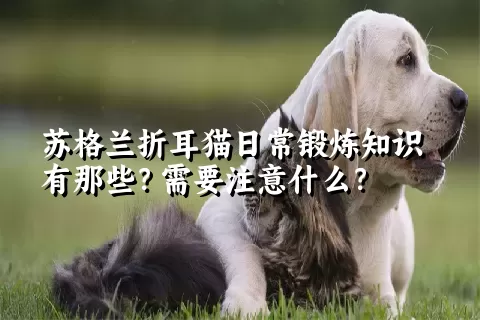 苏格兰折耳猫日常锻炼知识有那些？需要注意什么？