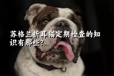 苏格兰折耳猫定期检查的知识有那些？