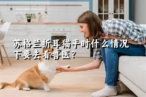 苏格兰折耳猫平时什么情况下要去看兽医？ 