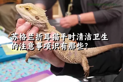 苏格兰折耳猫平时清洁卫生的注意事项识有那些？ 