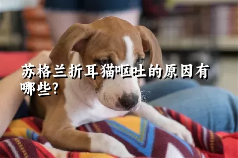 苏格兰折耳猫呕吐的原因有哪些?