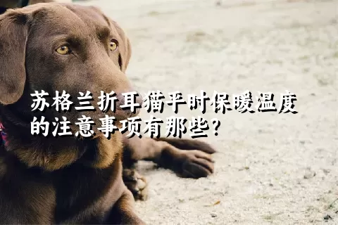 苏格兰折耳猫平时保暖温度的注意事项有那些？ 