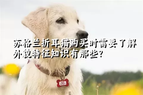 苏格兰折耳猫购买时需要了解外貌特征知识有那些？  