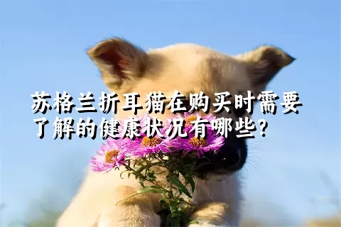 苏格兰折耳猫在购买时需要了解的健康状况有哪些？