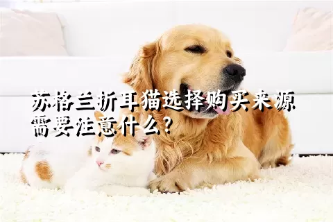 苏格兰折耳猫选择购买来源需要注意什么？ 