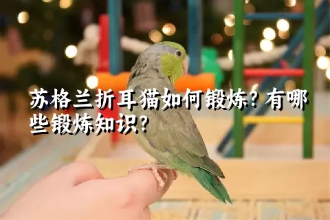 苏格兰折耳猫如何锻炼？有哪些锻炼知识？