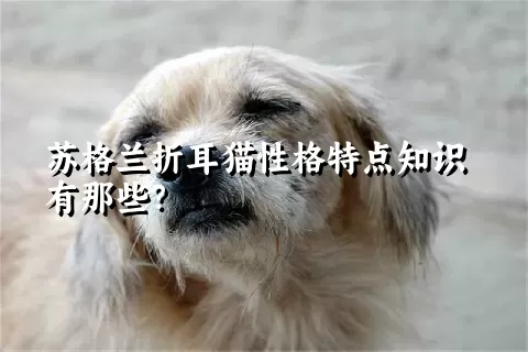 苏格兰折耳猫性格特点知识有那些？