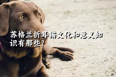 苏格兰折耳猫文化和意义知识有那些？