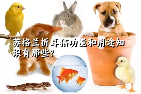 苏格兰折耳猫功能和用途知识有那些？