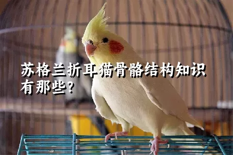 苏格兰折耳猫骨骼结构知识有那些？