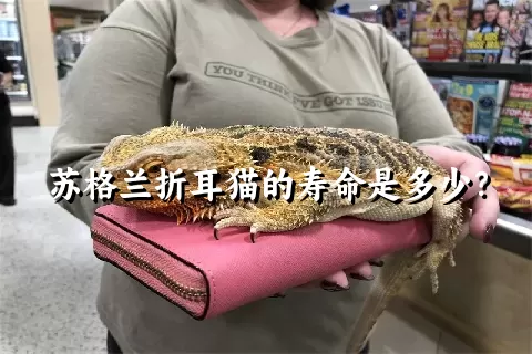 苏格兰折耳猫的寿命是多少？