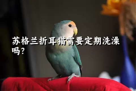 苏格兰折耳猫需要定期洗澡吗？